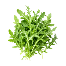 Rucola
